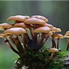 Ispettorato Micologico - controllo funghi gratuito