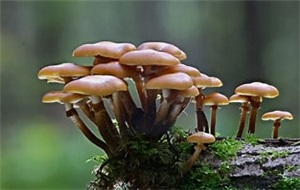 Ispettorato Micologico - controllo funghi gratuito